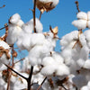 5 little known secrets about organic cotton