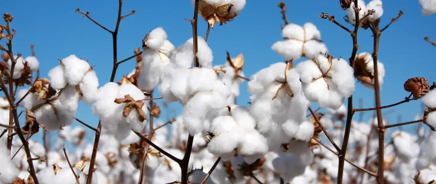 Organic cotton: what is it, and what does it mean for the planet?