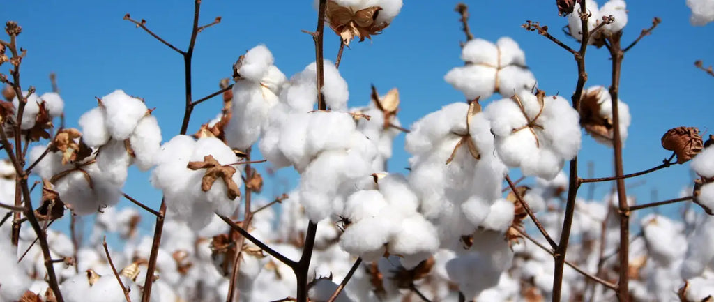 5 little known secrets about organic cotton